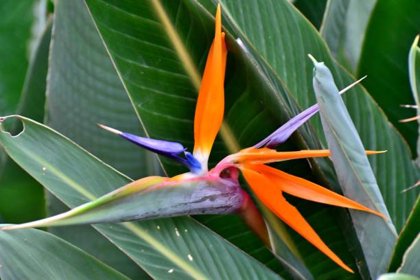 istock Strelitzia reginae / Bird of paradise 1059900320