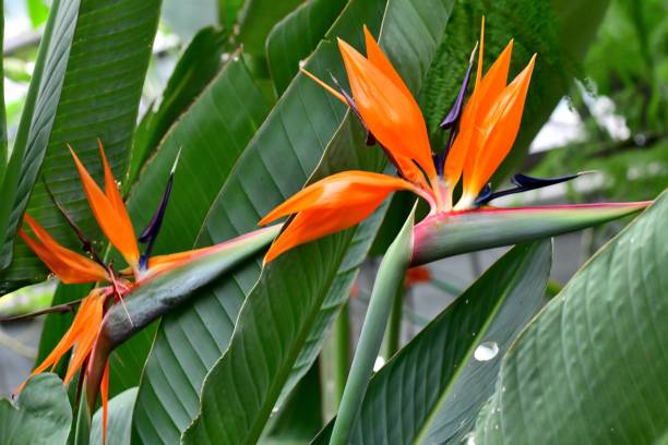 istock Strelitzia reginae / Bird of paradise 1059900540