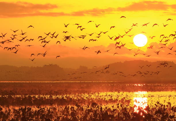 istock Izunuma at dawn 1059902058