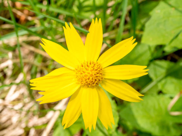 Single arnica blossom with blurred background and copy space stock photo