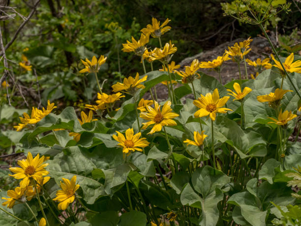 Group of arrowleaf balsamroof flowers in Colorado stock photo
