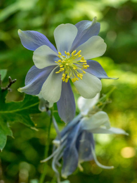 istock Colorado state flower, the columbine with copy space 1059905690