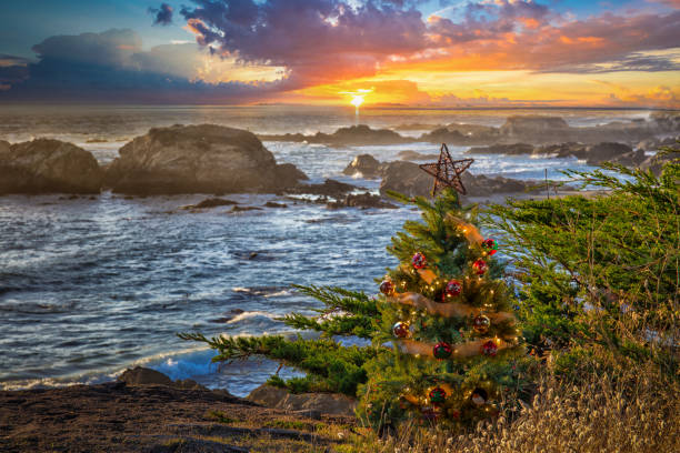 рождественская елка у тихого океана с восходом солнца на севере калифорнии - sonoma county california coastline northern california стоковые фото и изображения