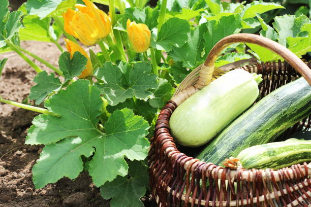 Zucchini plants in blossom on the garden bed. Full basket of fresf squash stock photo