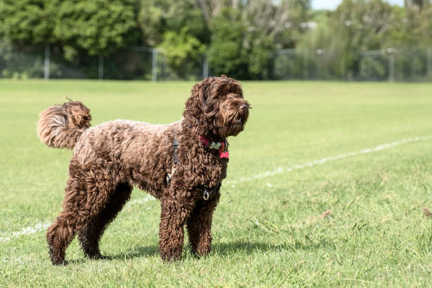 labradoodle brown medium sized labradoodle dog in a filed labradoodle stock pictures, royalty-free photos & images