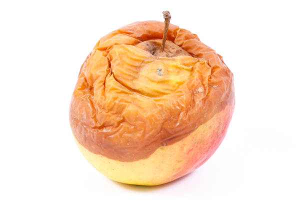istock Old apple with mold on white background, unhealthy food 1059911016