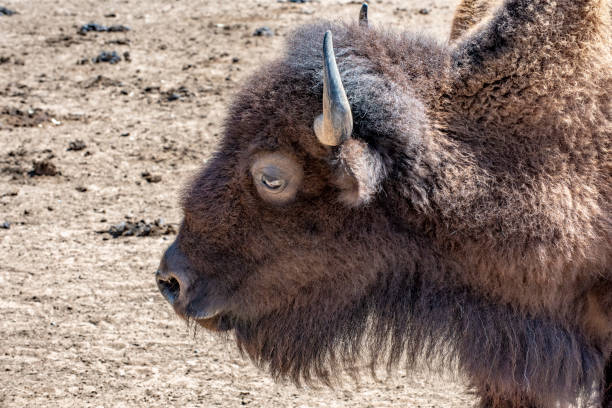 istock American bison near Casino NSW. 1059912712