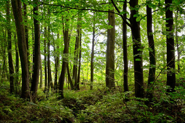 istock A view from the interior of a forest in autumn on a cloudy day. 1059913970