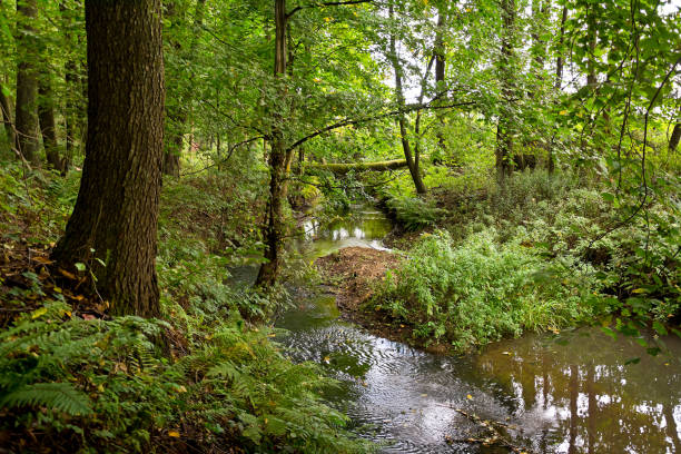 istock A view from the interior of a forest in autumn on a cloudy day. 1059914044