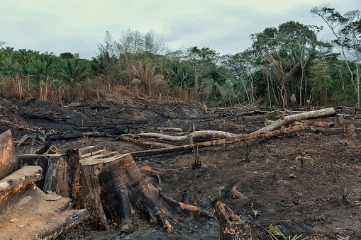 resultado de la deforestación de la selva con los campos quemados abajo y extenso registro photo
