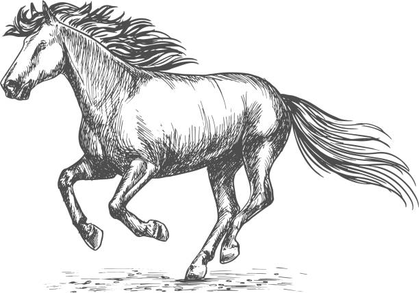 illustrazioni stock, clip art, cartoni animati e icone di tendenza di cavallo bianco forte al galoppo sulle gare sportive - horse running vector animals in the wild