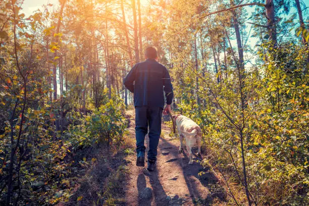 Photo of A man with Labrador retriever dog walking in the forest in autumn