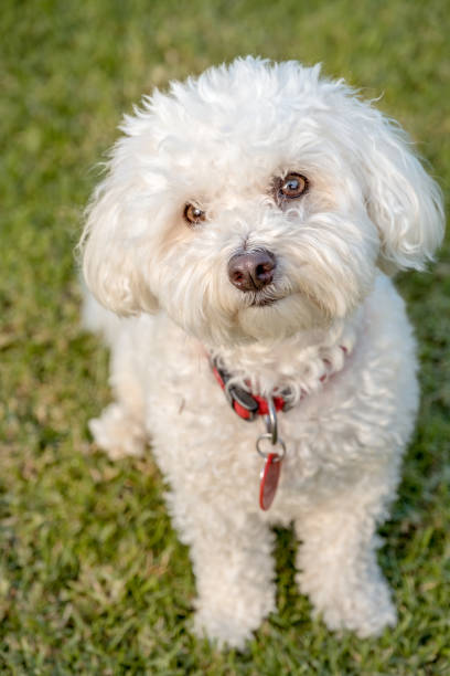 istock small fluffy white dog looking up at camera 1059920336