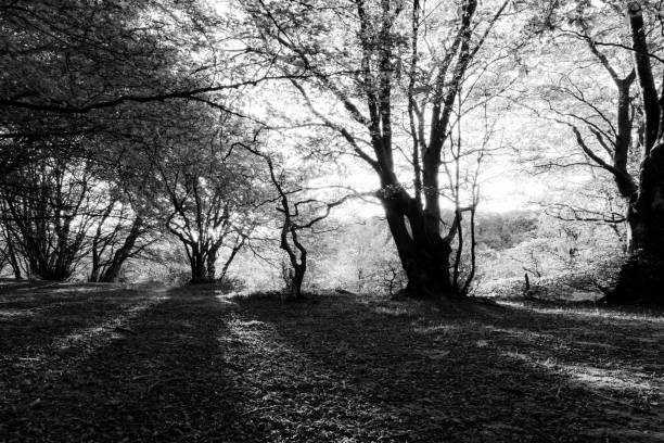 istock Beech trees in Canfaito forest (Marche, Italy) at sunset with long shadows 1059920710