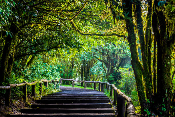 istock Moss in Doi Inthanon Rainforest, Chiang Mai, Thailand 1059920918