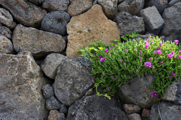 istock The flowers in the stone 1059924176