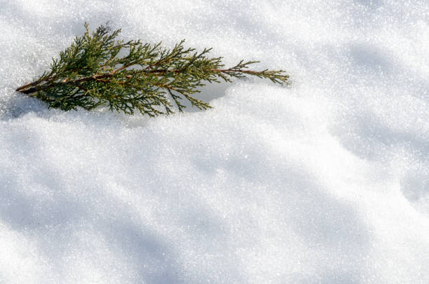 istock Juniper bush in deep snow. Frosty winter and sunny day 1059924410