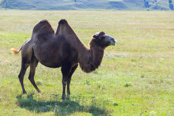 istock Camel on a mountain pasture during the day in sunny weather. 1059924516
