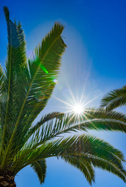 istock Green palm tree with shiny sun through palm leaves against blue sky 1059929094
