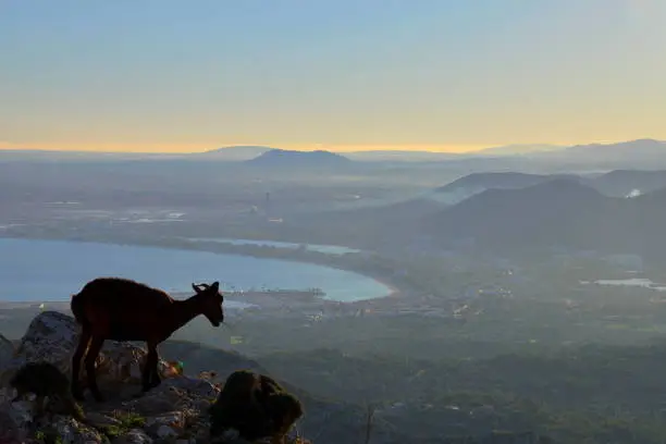 Photo of Wild Goat over The Sea City at The Sunset