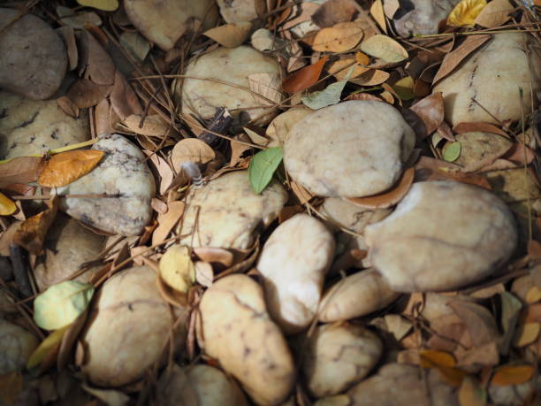 Stone and leaves dry in nature