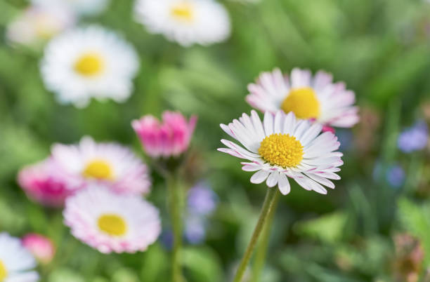 istock Daisy flowers close-up on spring meadow. Natural flowers background. 1059930644