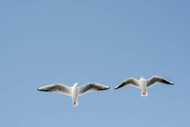 istock Pair of seagulls flying in the sky 1059932646
