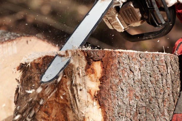 istock Cleaning up stump of a spruce tree with chainsaw 1059939196