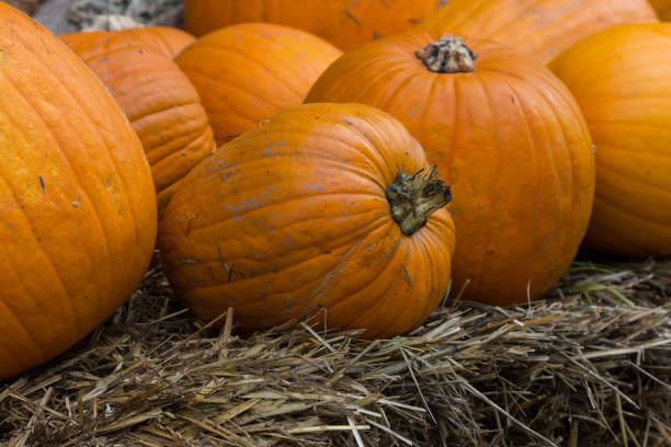 istock Orange pumpkins for Halloween Party 1059939382