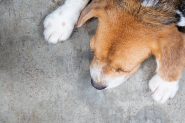 istock Cute female beagle dog sleeping on the floor 1059941568