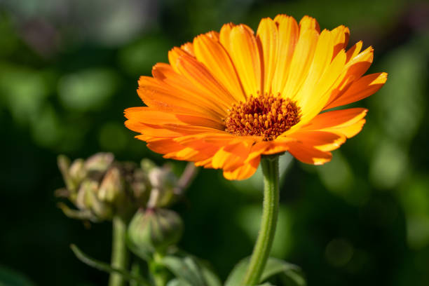 Marigold (Calendula officinalis) Marigold (Calendula officinalis), close-up of the flower in autumn colours pot marigold stock pictures, royalty-free photos & images