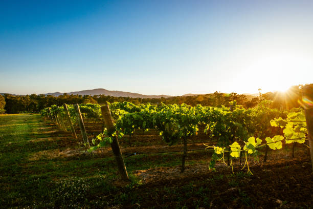 istock Nature and vineyards in summer 1059944316