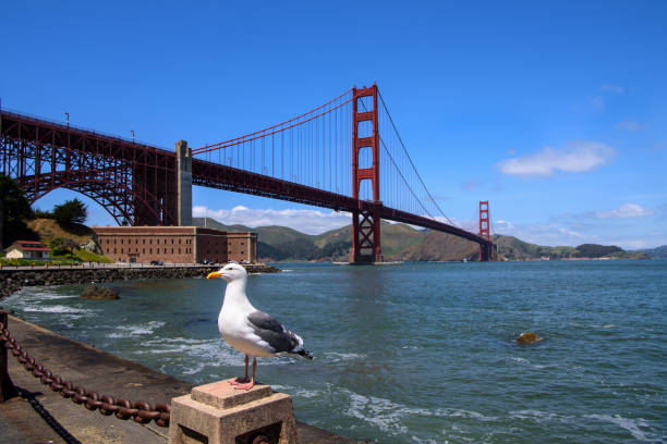 Seagull and Golden Gate Bridge, San Francisco