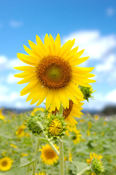 istock Sunflower field In park under the bright sky. 1059948284