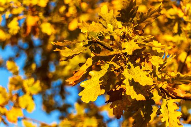 осенний пейзаж. осенние дубовые листья, размытый фон. экологический фон - дубовые листья и яркое солнце - autumn light leafes color image стоковые фото и изображения