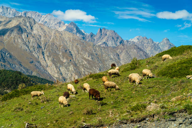 istock goats and sheep grazing on Hill 1059951532