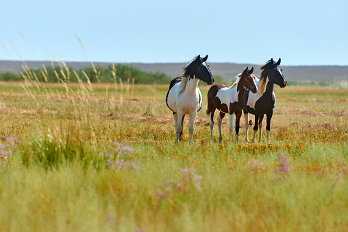 Gorgeous horse  and foal grazing at dried steppe in Central Asia.