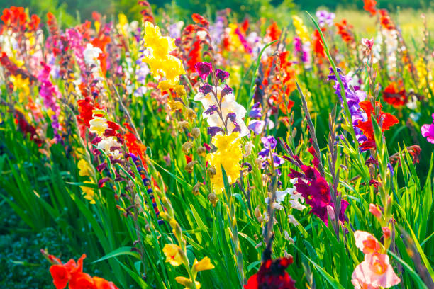 istock beautiful flowers in the meadow 1059953138