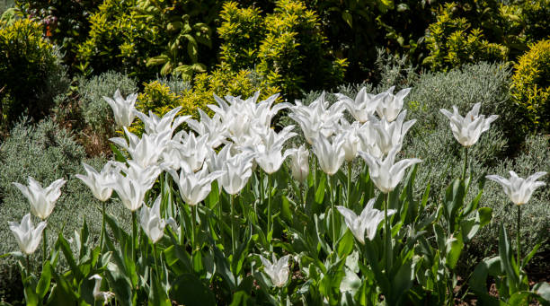 istock White color Tulips Bloom in Spring 1059957428
