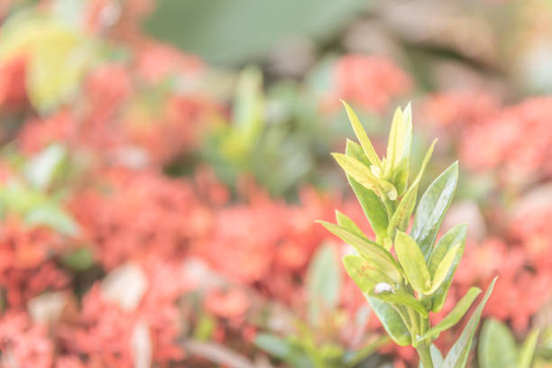 Close-up abstract leaves and red spike flower on nature background.