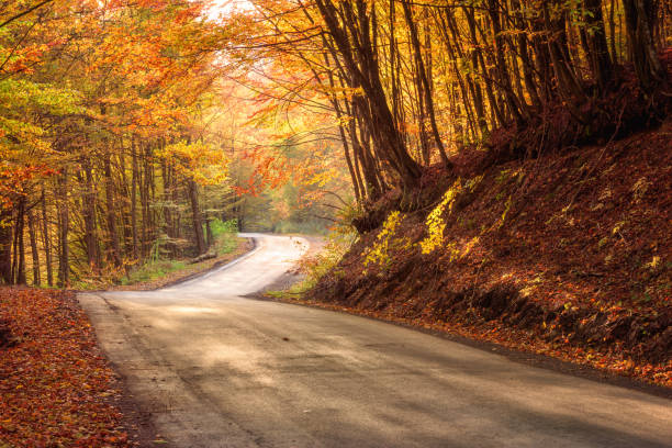 istock Narrow winding road in autumn bright sunny forest 1059962850