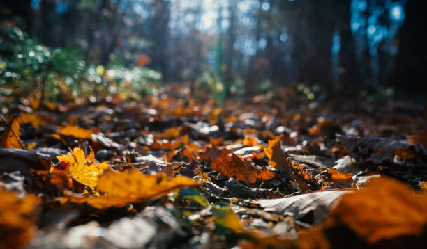 istock Autumn forest. Shallow depth of field. 1059963298