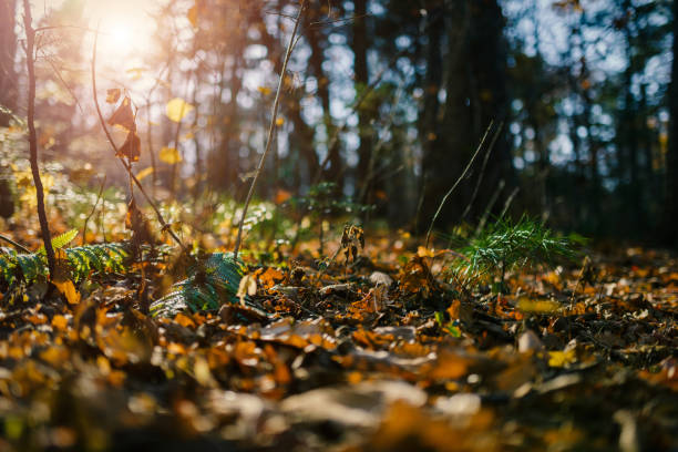 istock Autumn forest. Shallow depth of field. 1059963380