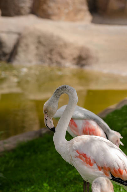 istock A flock of flamingo 1059974580