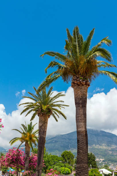 istock Green palm trees and blue sky with white clouds, tropical summer concept 1059974786