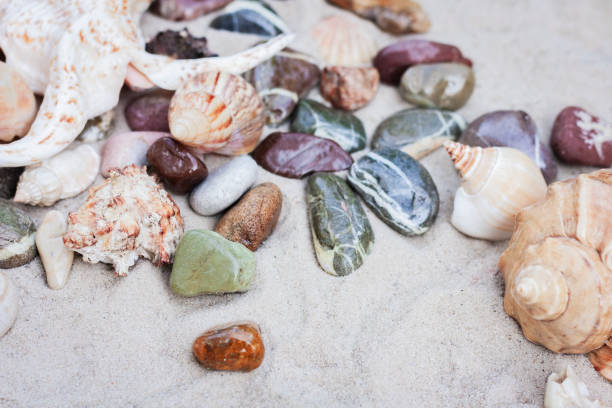 Large seashells and sea pebbles on the sand. Summer beach background.
