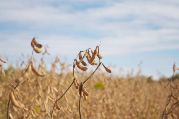 istock Golden ripe soybean field 1059982244