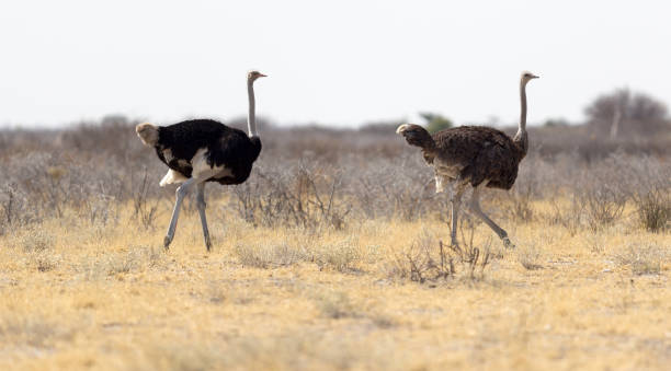 istock Ostrich walking in the Kalahari 1059984392