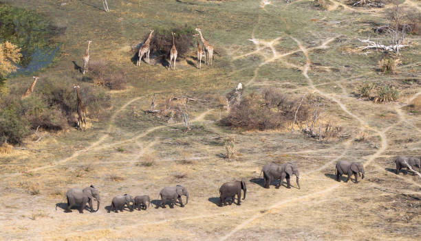 istock Elephants and giraffes in the Okavango delta (Botswana) 1059984544