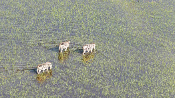 istock Wild African zebra in the Okavango delta - Botswana 1059984848